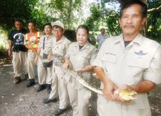 Sattahip Civil Defense Volunteers have managed to capture the snake and will set it free in Khao Lame Poo Chao at Prince Chumphon Camp.